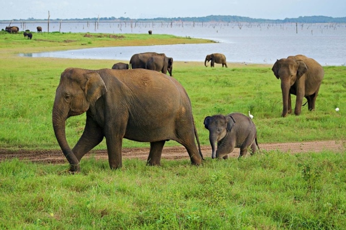 Wild elephants in Sri Lanka 
